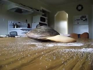 Ecco una vongola che mangia il sale su un tavolo: