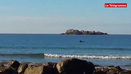 Plougasnou (29). Un dauphin chasse plage de Primel