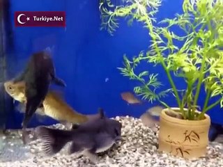 AKVARYUMDA DEHŞET )))