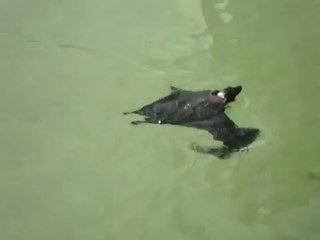 Дракула на отдыхе