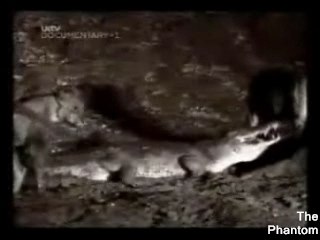 Crocodiles contre Lions