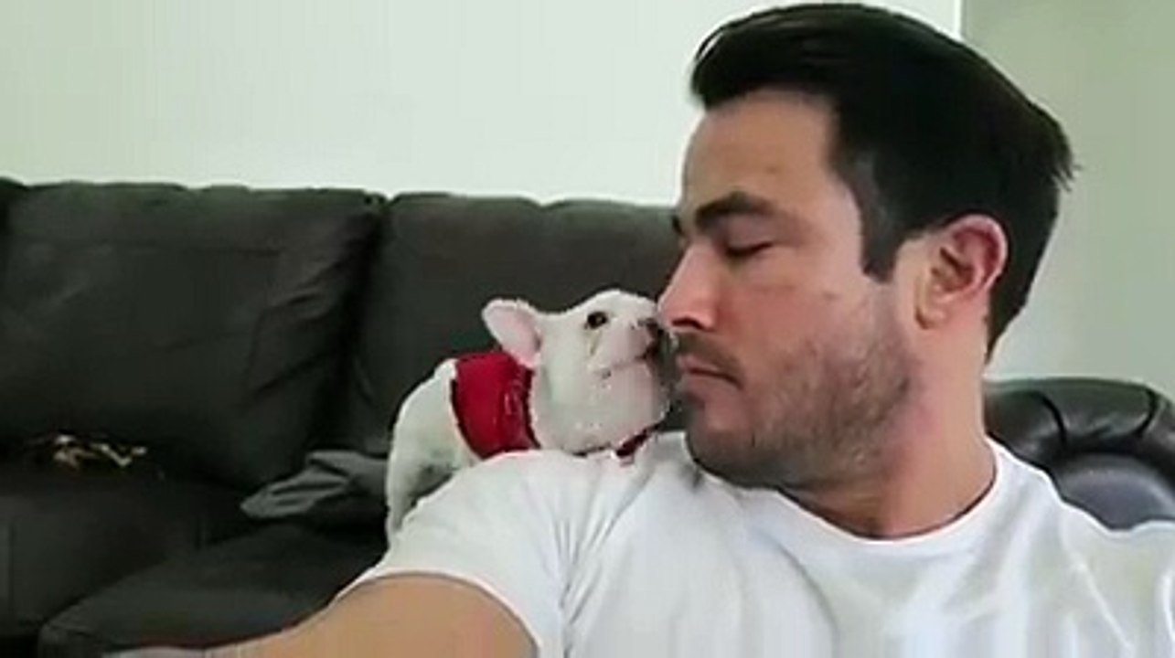 Cão tem reação fantástica ao elogio feito pelo seu dono