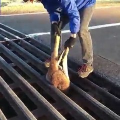 رجل يساعد كنغر حُشر في بالوعة صرف.. إنها الإنسانية