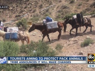 Tourist aiming to protect animals that are injured, underfed at the Grand Canyon