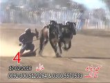Pakistani bull race