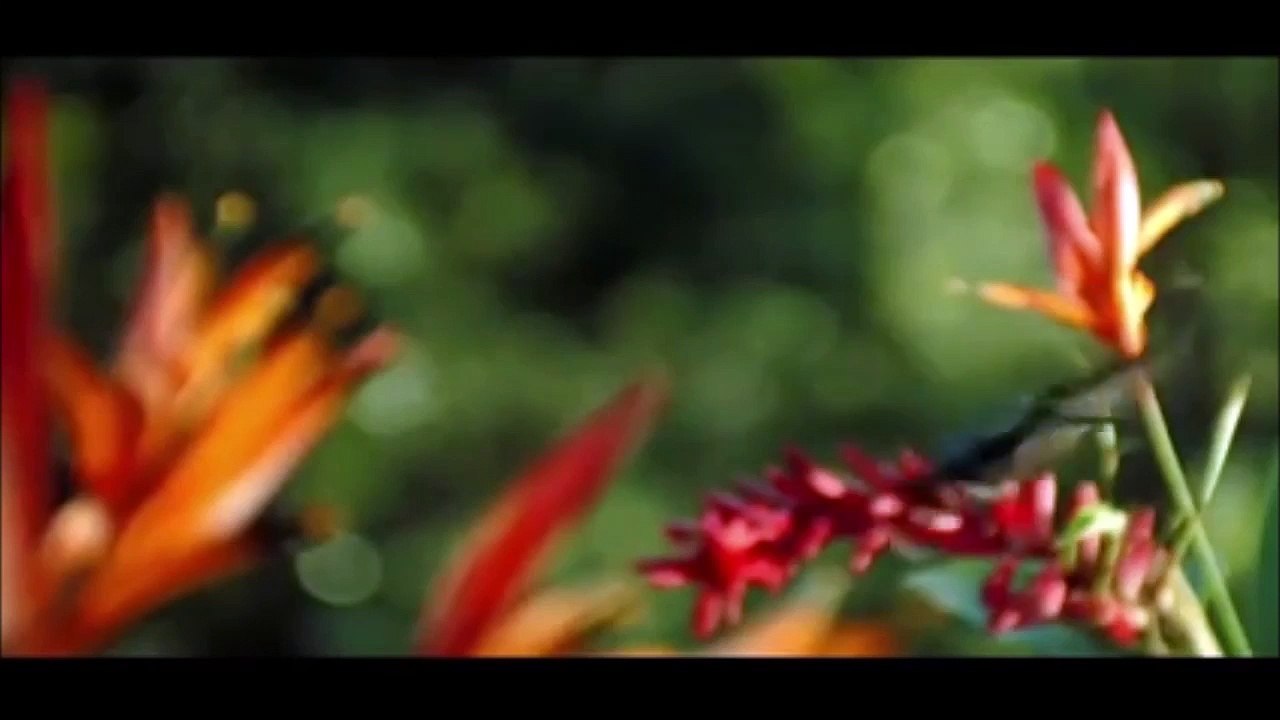 Mustafa Yildizdogan ölürüm Türkiyem