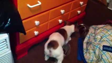 Meme les chiens se mettent à Pokémon Go...