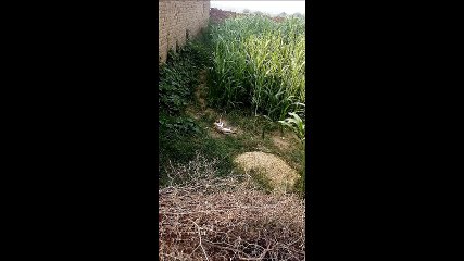 Cat is enjoying in the fields