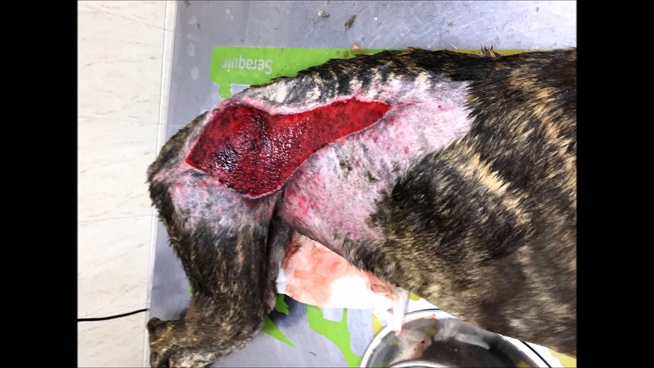 arrivee-de-keyla-l-amour-de-galga-galgos112-galgos-ethique-europe