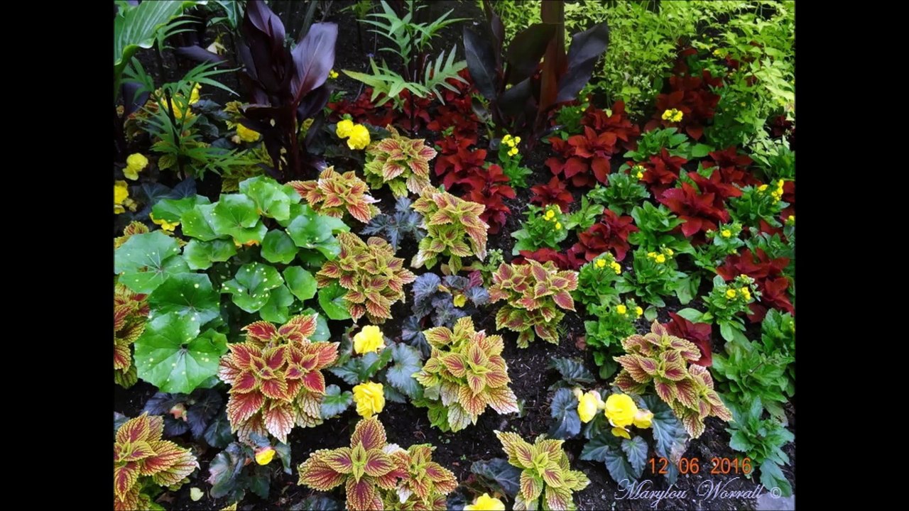 Butchart Gardens 1 (2016)