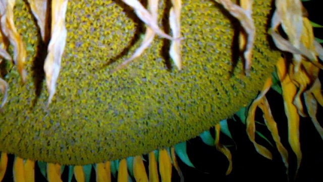 На даче вечером и утром