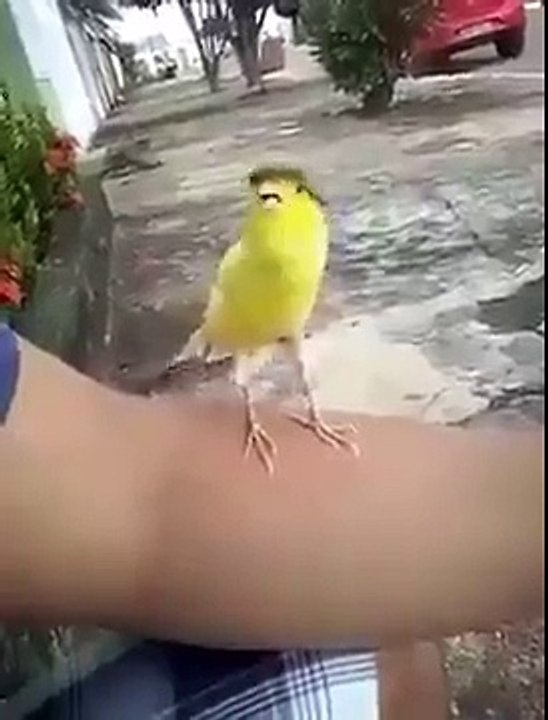 Bird many voices
