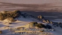 Desertul Namib