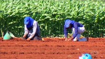 Cristalina e destaque na geracao de empregos por causa da agricultura