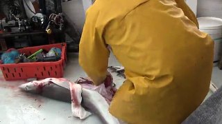 What Happened When a Man Cut the Shark