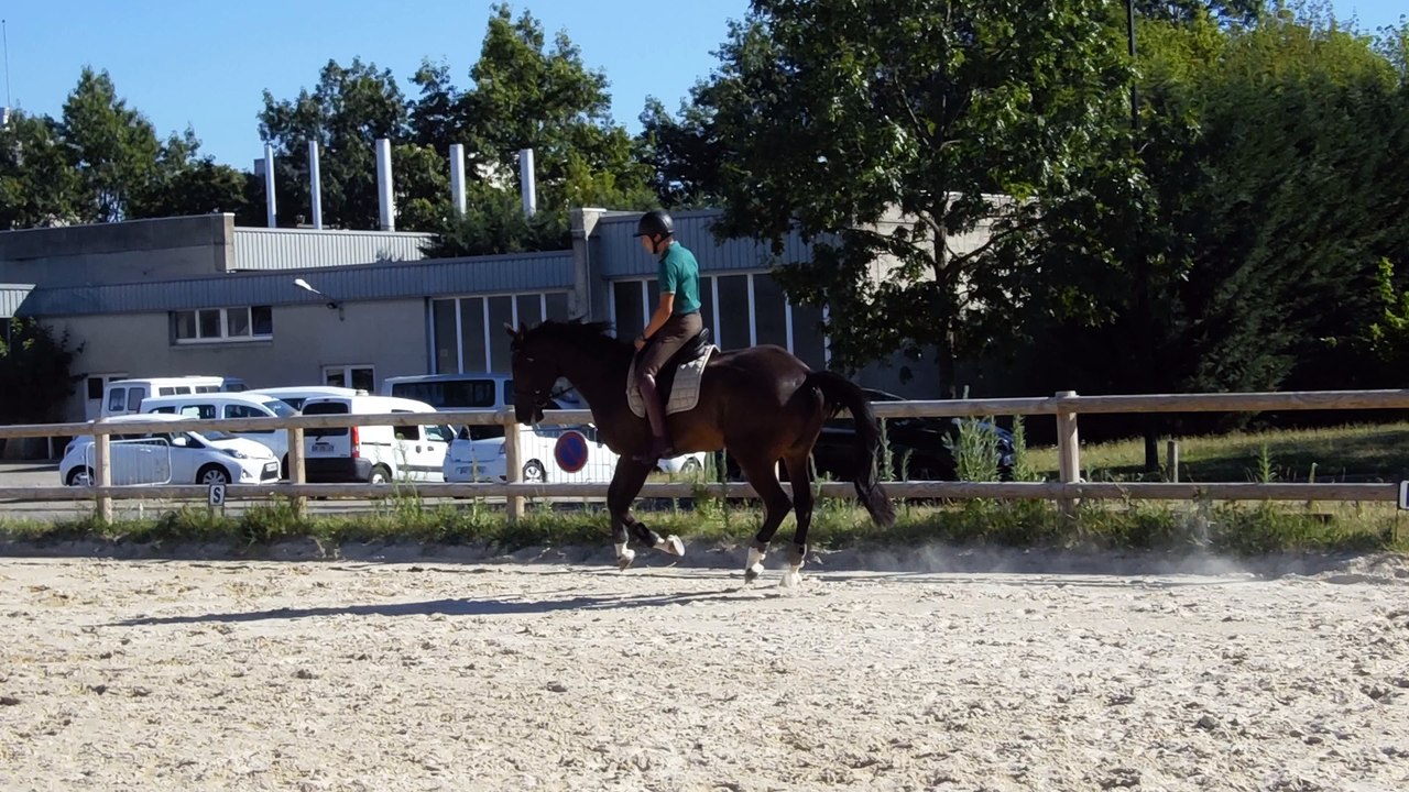 A vendre Hongre SF 5 ans CSO (lyon ouest).