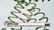 Researchers in Korea develop technology to mass produce spirulina