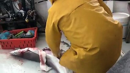 What Happened When a Man Cut the Shark Watch Video