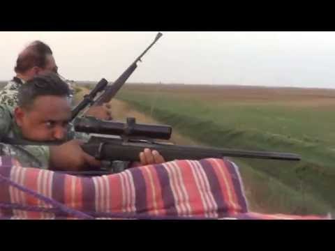 Culling of Nilgais in Bihar's Mokama