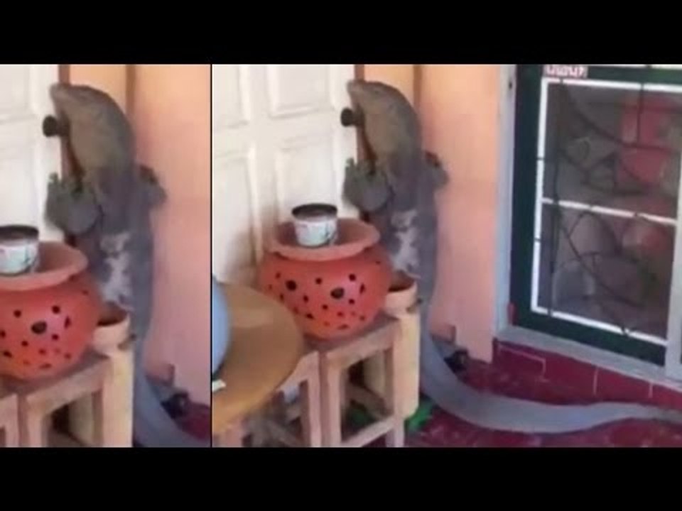 Giant monitor lizard shows up on a man's doorstep