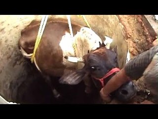 Cow rescued from 35 feet deep well