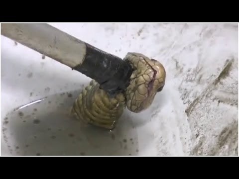 Cobra makes surprise appearance in Thai toilet