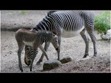 Chicago zoo welcomes endangered baby zebra