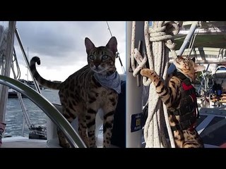 Meet Cooper, the seafaring cat