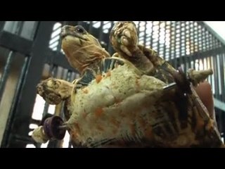 Turtle gets prosthetic wheels after losing leg