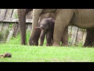 Britain honours Queen by naming elephant after her!
