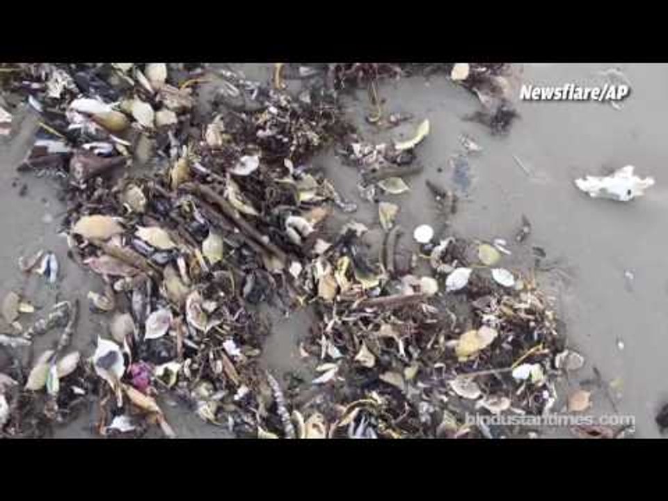 Thousands of dead crabs wash up on Texas beach