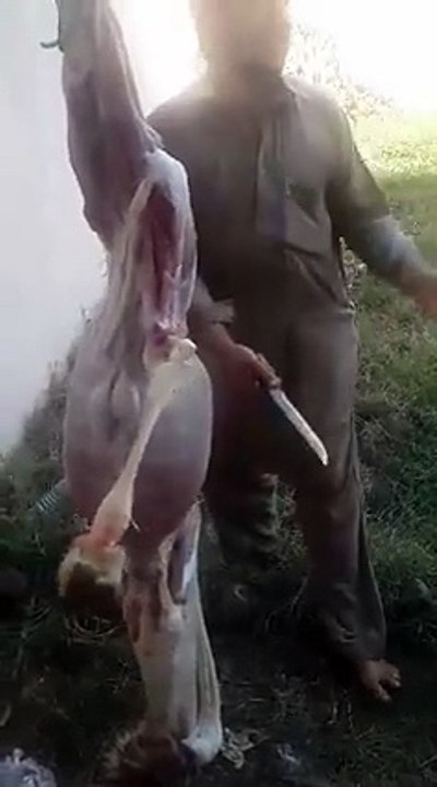 funny video