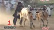 Pakistani bull race 2016