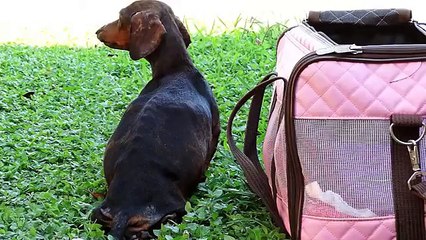 Cette teckel enceinte et paralysée cache quelque chose. Lorsqu'elle donne naissance... Hallucinant !
