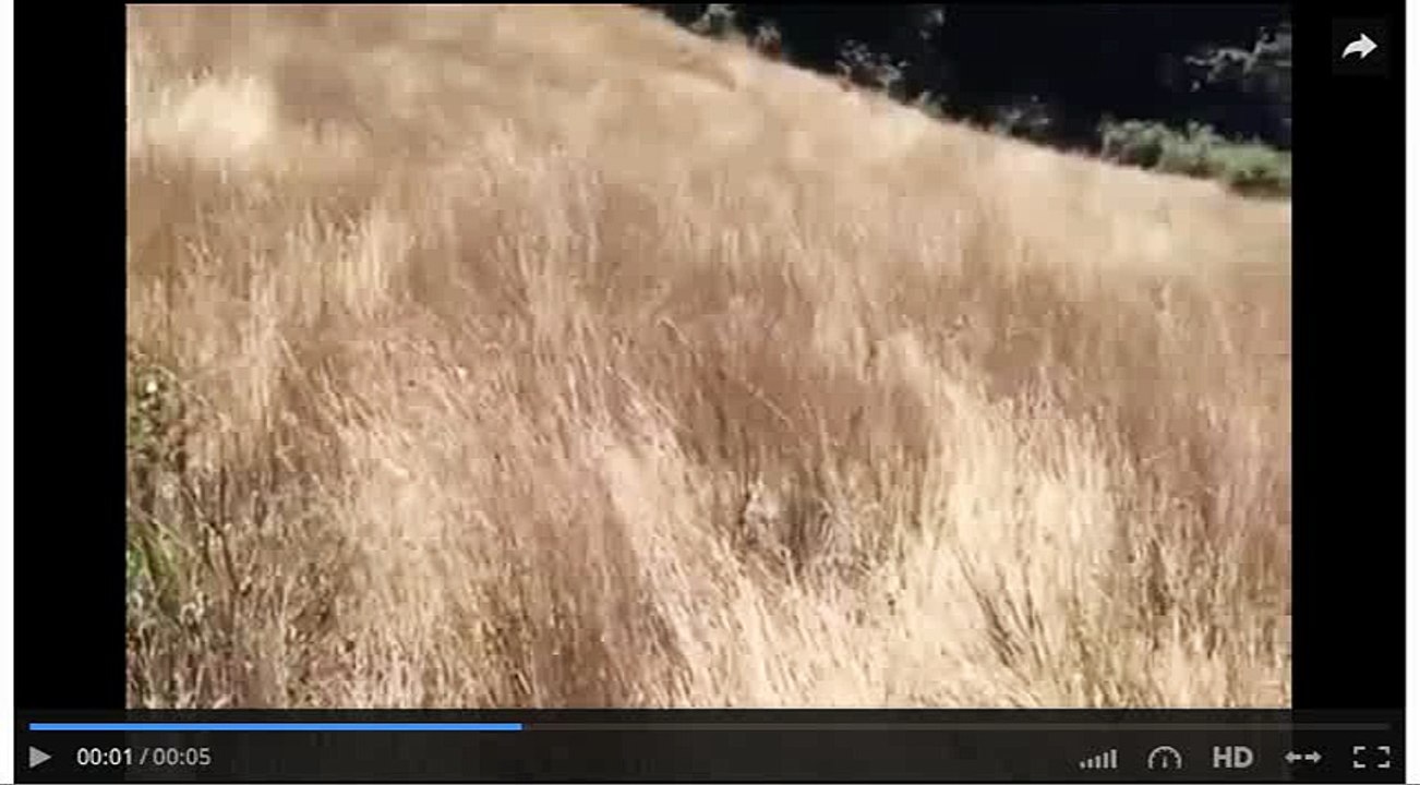 DailyMotion-Embed code