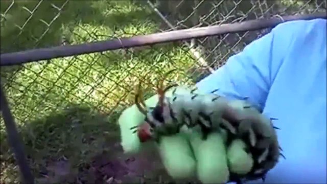 Chenille géante plus grande qu'une main