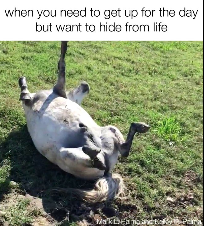 Un Cheval mort? Non il dort...