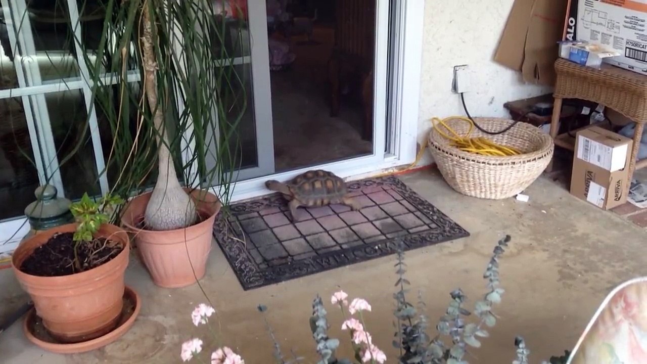 Qui a dit que les tortues étaient bêtes?! Pas celle-ci en tout cas...