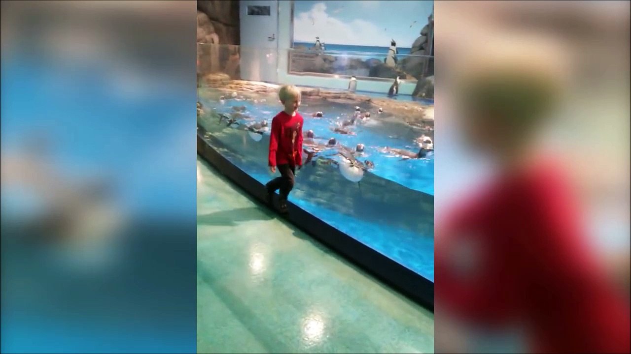 Des pingouins un peu collant se lient d'amitié avec un enfant!