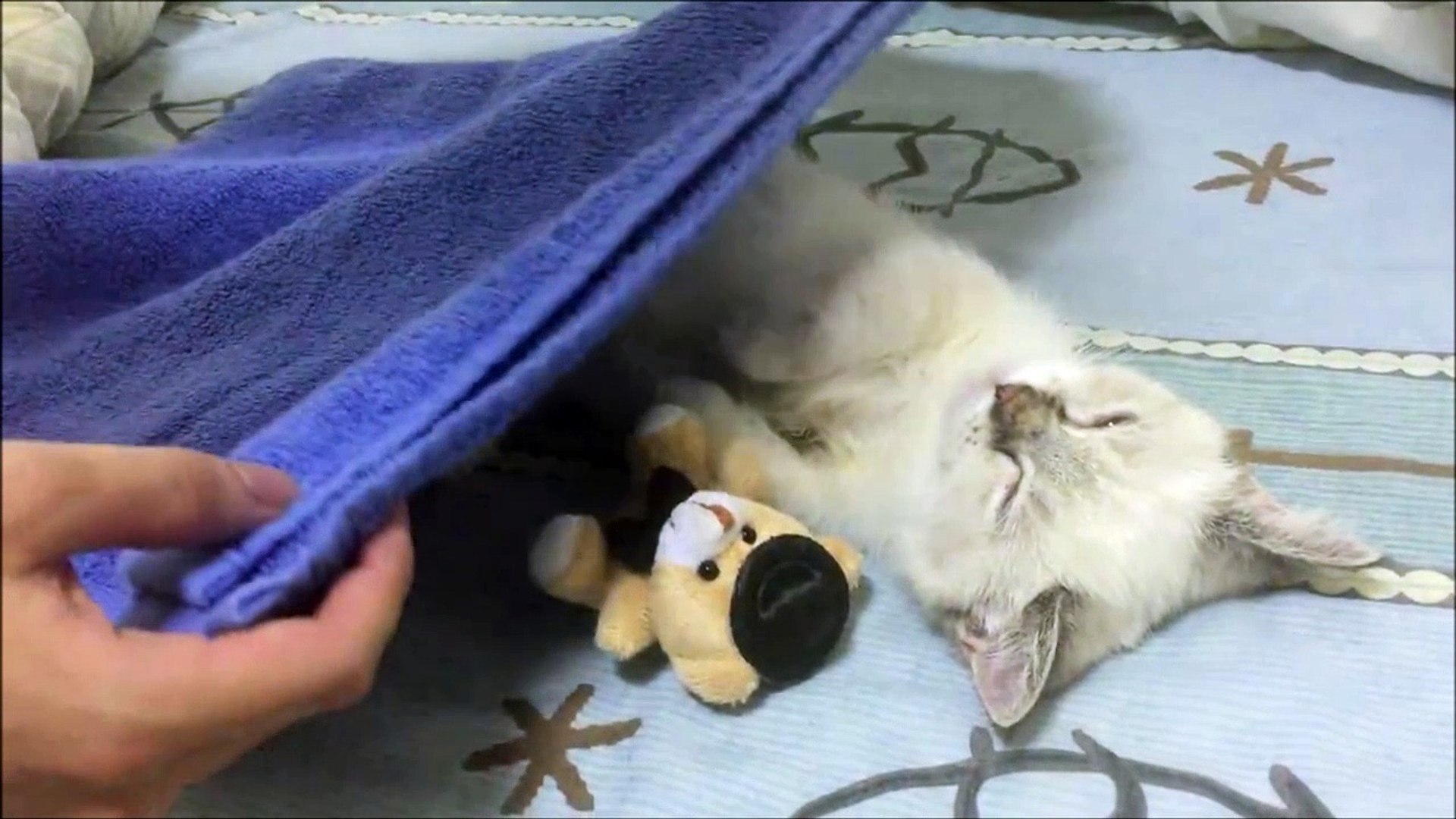 Le Chaton Le Plus Mignon Du Monde Aller Fait Dodo Video Dailymotion