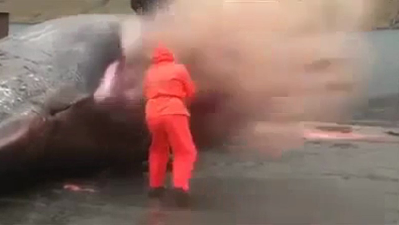 Une baleine en décomposition explose