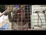Cina: catturata una creatura davvero misteriosa!