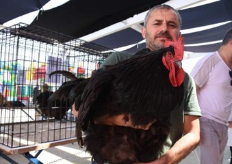 Evcil Kanatlılar Fuarı'nda 5 Bin Dolarlık Horoz İlgi Odağı Oldu