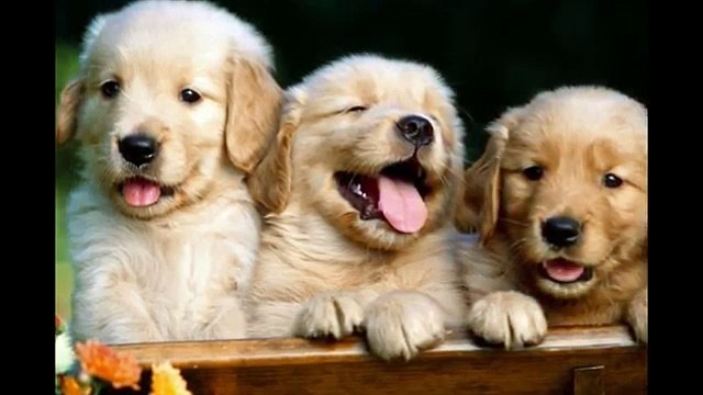 Dog Boarding San Marcos