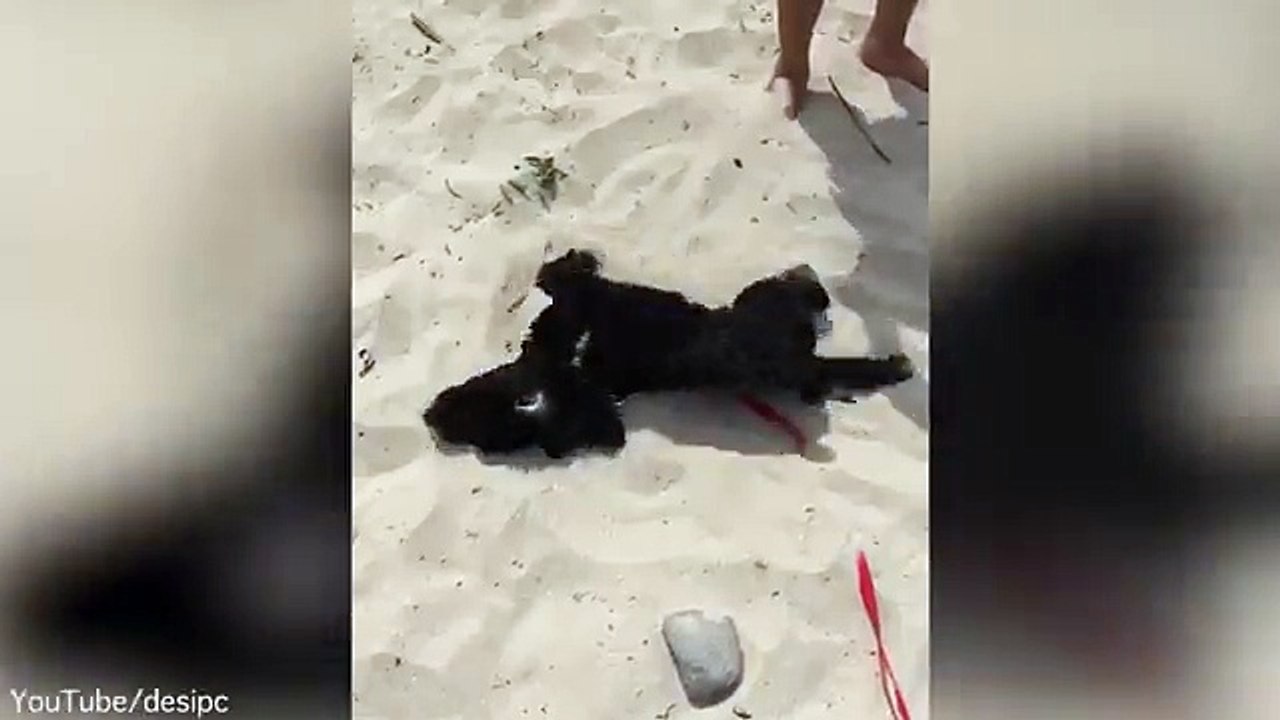 Playful puppy gets excited on his first trip to the seaside