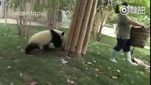 Quand des pandas prennent un malin plaisir à tourner en bourrique une femme de ménage !