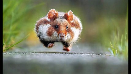 10 Of The Funniest Animal Photos Ever