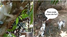 Rato é perseguido por dois gatos mais escapa à patrão ao melhor estilo de "Missão Impossível"