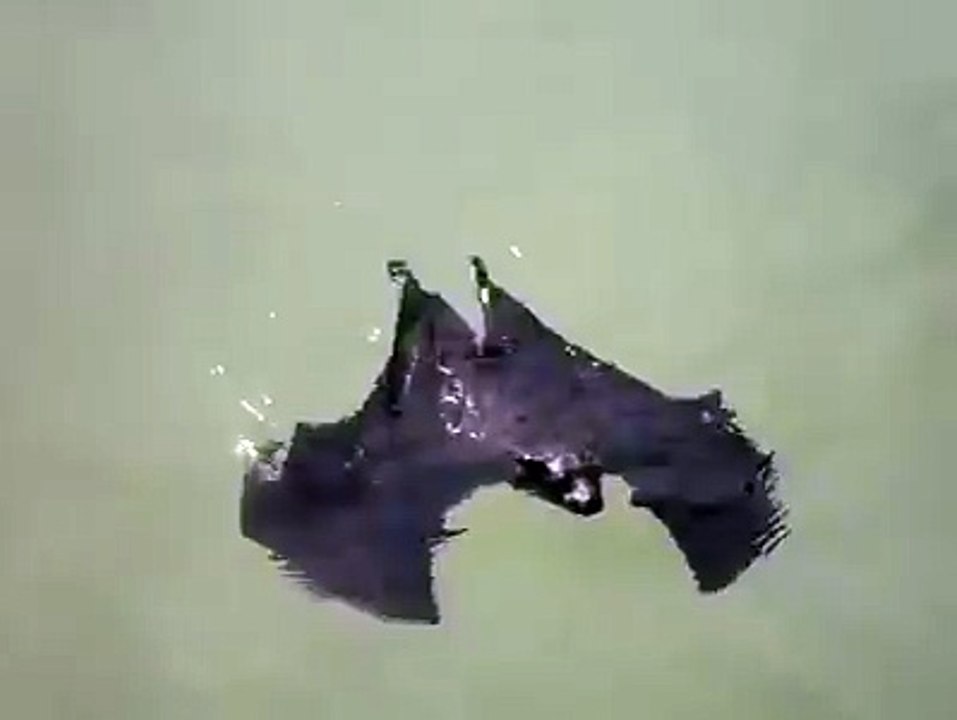 une chauve-souris qui nage