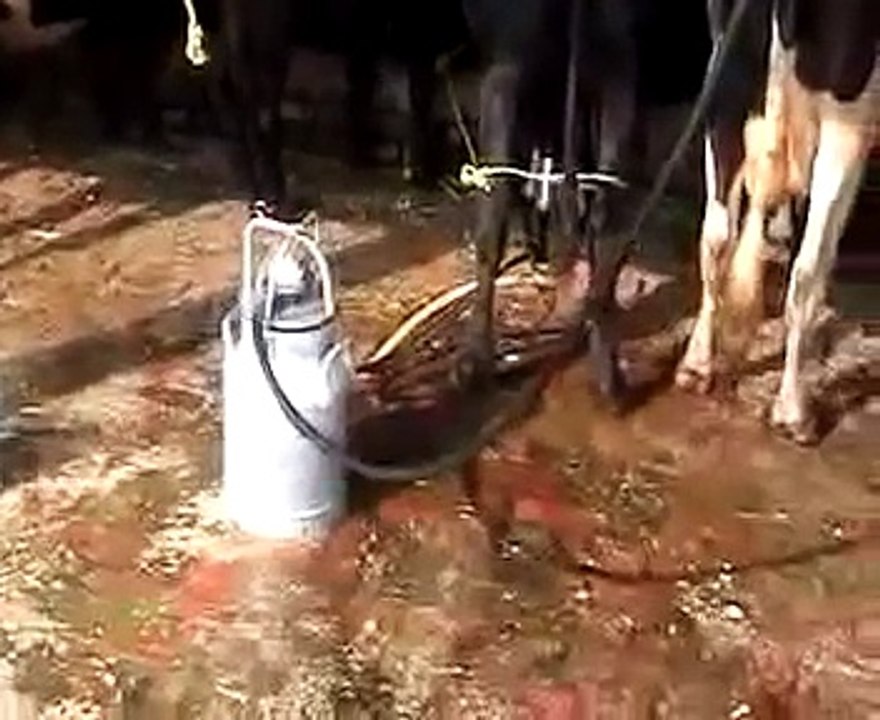 The Truth behind Milk Production - Horrors in Dairy Industry - Lets prevent sufferings of animals|NoneTV